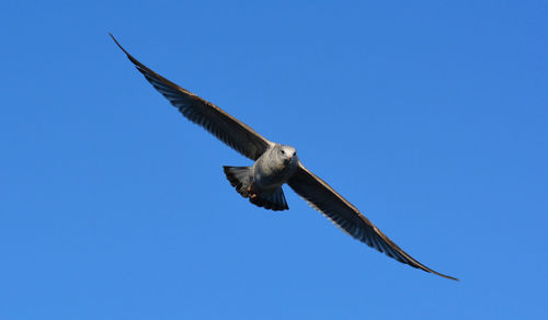 Low angle view of a bird flying against blue sky