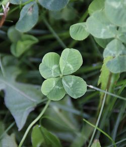 High angle view of leaves on plant