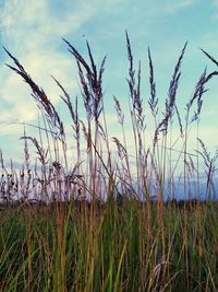 Close-up of stalks in field against sky