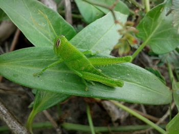 Close-up of plant