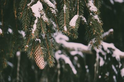 Close-up of pine tree during winter