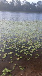 Reflection of trees in lake