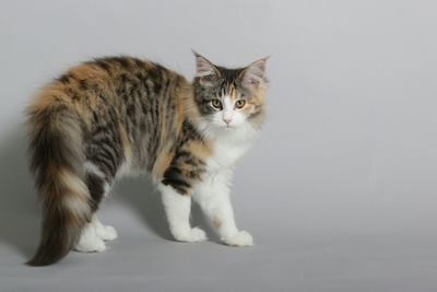 Portrait of cat against gray background