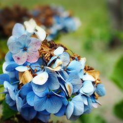 Close-up of blue hydrangea blooming outdoors