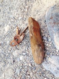 High angle view of an animal