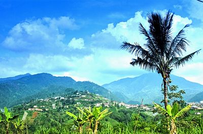 Scenic view of palm trees on landscape against sky
