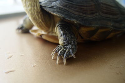 Close-up of turtle