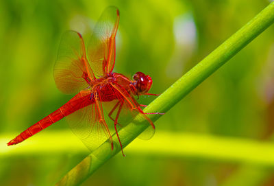 Close-up of dragonfly on leaf