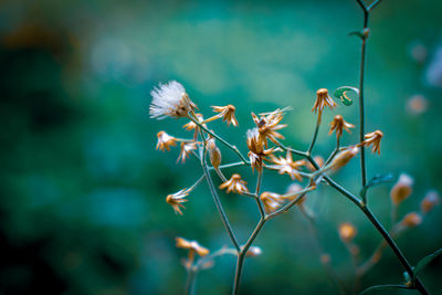 Close-up of wilted plant