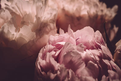 Close-up of pink roses