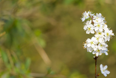 Close-up of white flowering plant on field