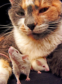 Portrait of cat relaxing by mice