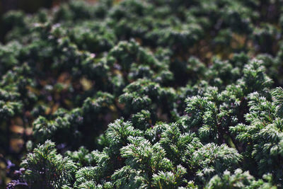 Close-up of pine tree