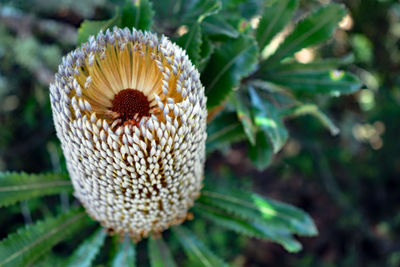 Close-up of white flowering plant