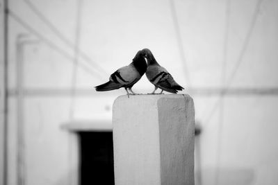 Close-up of birds perching on wall