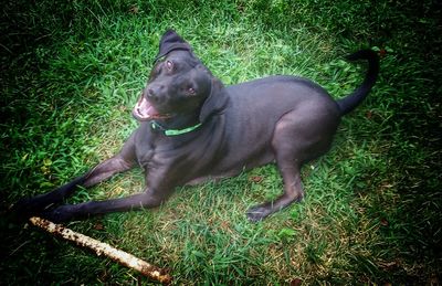 Dog lying on field