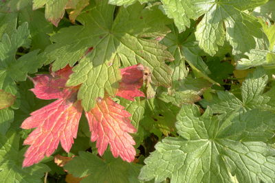 Close-up of fresh green leaves