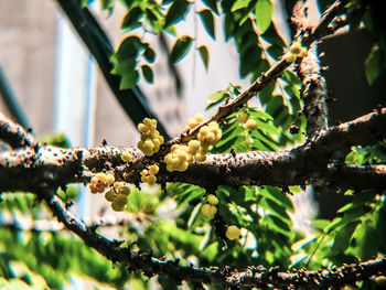 Close-up of insect on branch