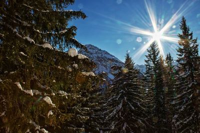 Pine trees on snowcapped mountains against sky