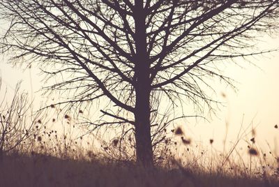 Bare trees on field at sunset