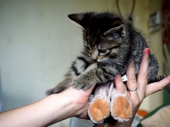 Close-up of cat holding kitten