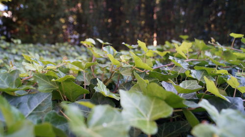 Close-up of plants