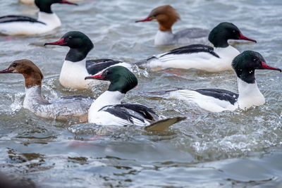 Ducks swimming in lake