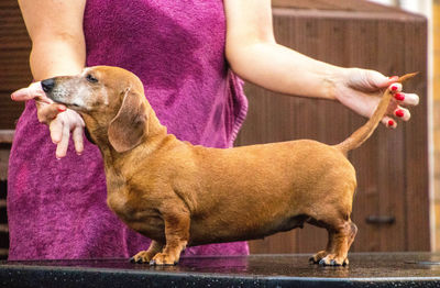 Midsection of woman with dog standing against purple outdoors