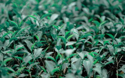 Full frame shot of plants growing on field