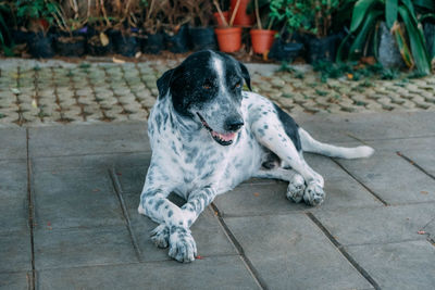 Dog looking away on sidewalk