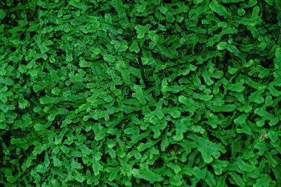 Full frame shot of ivy growing on land