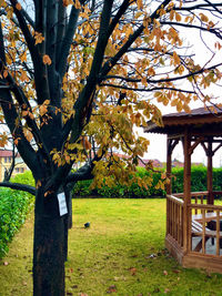 View of tree in park