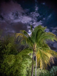 Low angle view of palm trees against sky