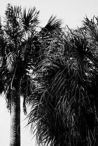 Low angle view of palm tree against sky