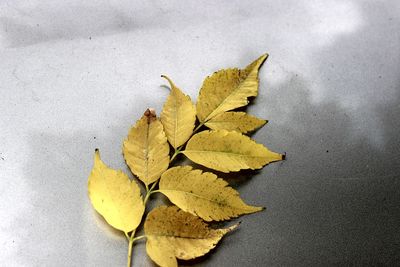 High angle view of yellow maple leaves