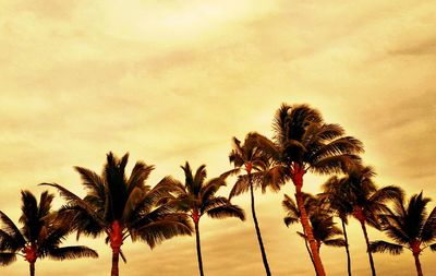 Low angle view of palm trees against sky