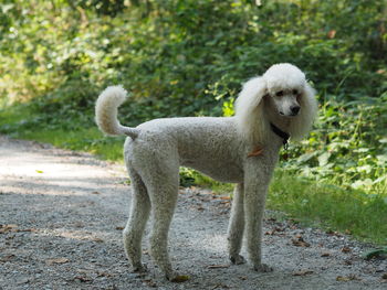 View of dog standing on land