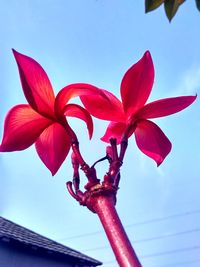 Low angle view of pink flowering plant against sky