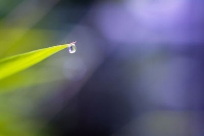 Close-up of water drop on leaf