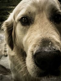 Close-up portrait of dog