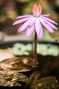 Close-up of pink flower