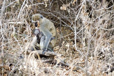 Monkey sitting on branch