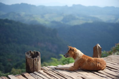 Close-up of dog on boardwalk