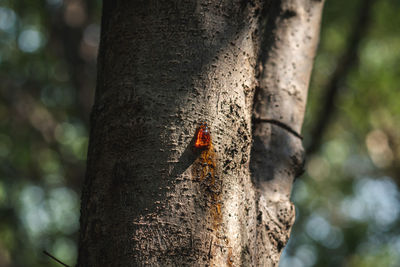 Close-up of insect on tree trunk