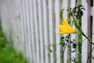 Close-up of yellow flowering plant