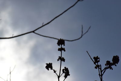 Low angle view of silhouette flowering plant against sky at dusk