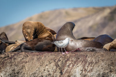 Seals on rock against mountain