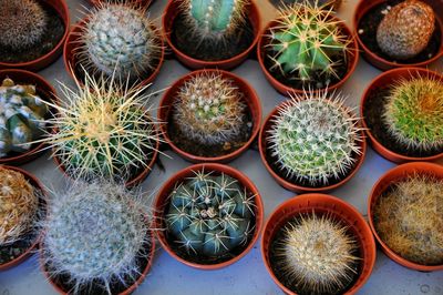 Full frame shot of succulent plants