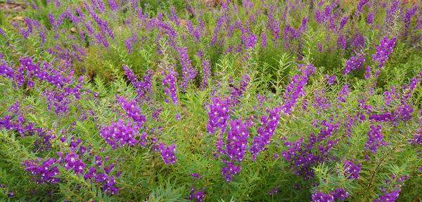 High angle view of purple flowering plants on field