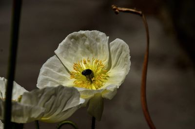 Close-up of white flowering plant